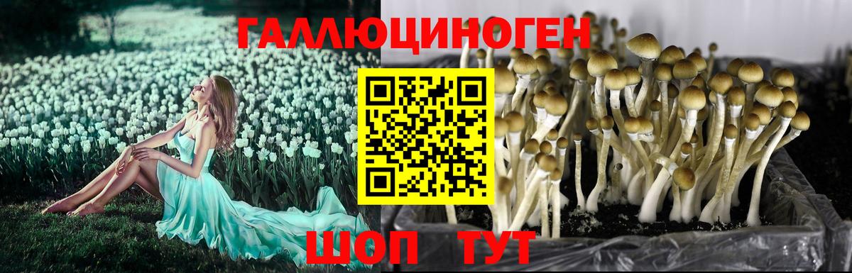 Псилоцибиновые грибы Psilocybe Валуйки